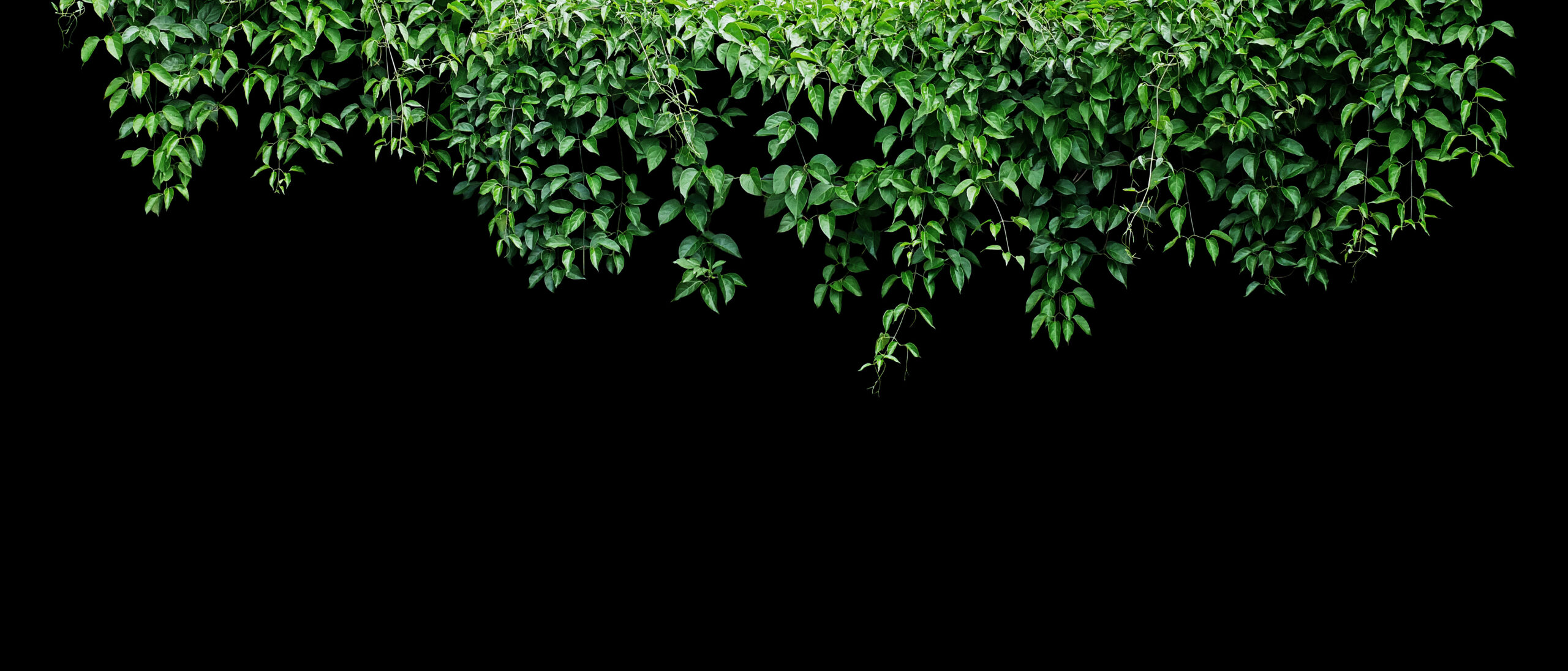Hanging vines ivy foliage jungle bush, heart shaped green leaves